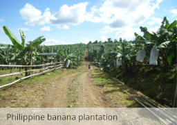 Philippine banana plantation