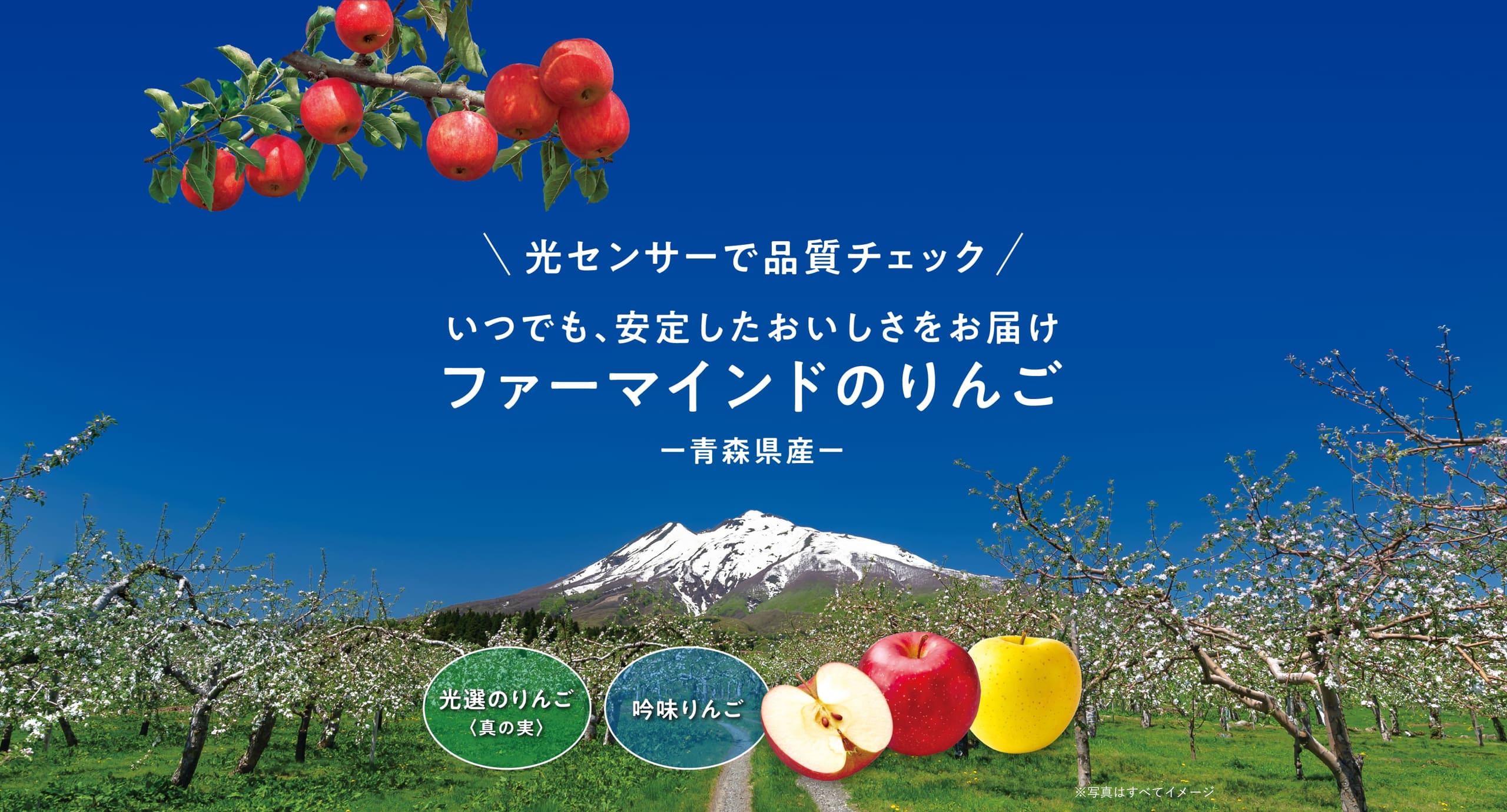 光センサーで品質チェック いつでも、安定したおいしさをお届け ファーマインドのりんご -青森県産-