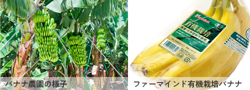 バナナ農園の様子、ファーマインド有機栽培バナナ