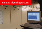 Banana ripening system